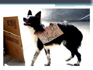 Perros contra la élite