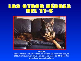 KAISER Pastor Alemán /  12. En su casa, en Indiana. De su misma raza, en 2009, Trakr (ya muerto) fue elúnico perro héroe del 11-S que fue clonado en cinco ejemplares. LOS OTROS HÉROES DEL 11-S 