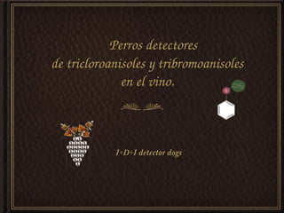    Perros detectores
de tricloroanisoles y tribromoanisoles
              en el vino.



            I+D+I detector dogs
 