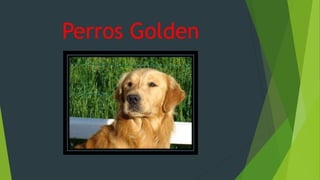 Perros Golden
 