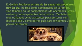 El Golden Retriever es una de las razas más populares
hoy en día, no sólo como compañeros de la familia,
sino también en las competiciones de obediencia, caza,
rastreo y como ayudantes de la policía. También son
muy utilizados como asistentes para personas con
discapacidad y como perros guía para invidentes y como
perros de terapia.
 