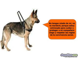 No tengas miedo de mí, no
te morderé; porque estoy
 entrenado para cuidar y
proteger a mi compañero
ciego y respetar las reglas
 de la convivencia social.
 