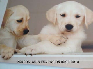 Perros guía fundación once 2013
 