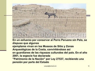 En un esfuerzo por conservar al Perro Peruano sin Pelo, se dispuso que algunos ejemplares vivan en los Museos de Sitio y Z...