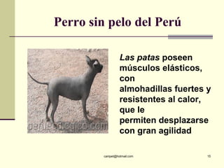 Perro sin pelo del Perú Las patas  poseen músculos elásticos, con almohadillas fuertes y resistentes al calor, que le perm...