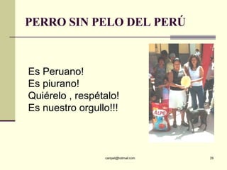 PERRO SIN PELO DEL PERÚ Es Peruano! Es piurano! Quiérelo , respétalo! Es nuestro orgullo!!! 