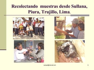 Recolectando  muestras desde Sullana, Piura, Trujillo, Lima . 