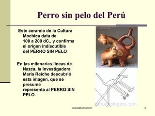 Perro sin pelo del Perú <ul><li>  Este ceramio de la Cultura Mochica data de 100 a 200 dC., y confirma el origen indiscuti...