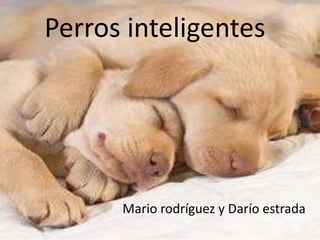 Perros inteligentes




      Mario rodríguez y Darío estrada
 