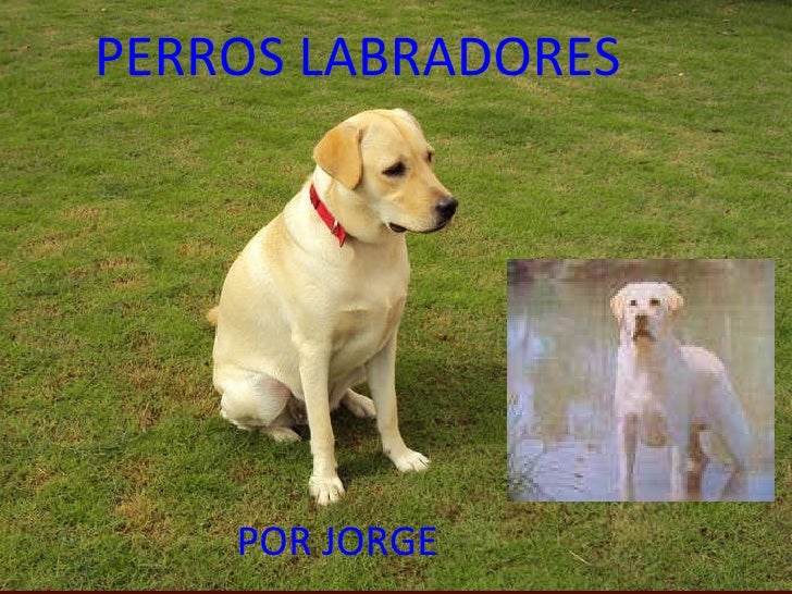 Perro Labrador Retriever Todo Sobre Esta Raza