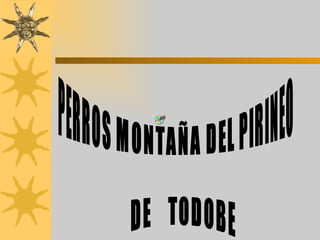 PERROS MONTAÑA DEL PIRINEO DE  TODOBE 