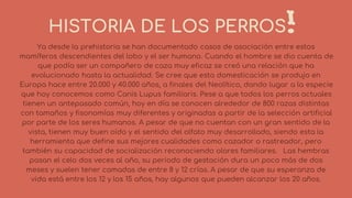 HISTORIA DE LOS PERROS
Ya desde la prehistoria se han documentado casos de asociación entre estos
mamíferos descendientes del lobo y el ser humano. Cuando el hombre se dio cuenta de
que podía ser un compañero de caza muy eficaz se creó una relación que ha
evolucionado hasta la actualidad. Se cree que esta domesticación se produjo en
Europa hace entre 20.000 y 40.000 años, a finales del Neolítico, dando lugar a la especie
que hoy conocemos como Canis Lupus familiaris. Pese a que todos los perros actuales
tienen un antepasado común, hoy en día se conocen alrededor de 800 razas distintas
con tamaños y fisonomías muy diferentes y originadas a partir de la selección artificial
por parte de los seres humanos. A pesar de que no cuentan con un gran sentido de la
vista, tienen muy buen oído y el sentido del olfato muy desarrollado, siendo esta la
herramienta que define sus mejores cualidades como cazador o rastreador, pero
también su capacidad de socialización reconociendo olores familiares. Las hembras
pasan el celo dos veces al año, su periodo de gestación dura un poco más de dos
meses y suelen tener camadas de entre 8 y 12 crías. A pesar de que su esperanza de
vida está entre los 12 y los 15 años, hay algunos que pueden alcanzar los 20 años.
 
