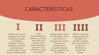 CARACTERÍSTICAS
Suelen pesar entre
5 y 60 quilos, valor
que varía en
función de la raza.
Tienen una
temperatura
corporal mayor
que la nuestra, de
39 grados.
Tienen un hocico
alargado (en casi
todas las razas)
con dientes
afilados. Tienen
también grandes
molares que
contribuyen a una
buena masticación.
Tienen una cola
larga que les da
equilibrio al
correr o andar,
pero también les
sirve para
mostrar su
estado de
ánimo.
Usan
mayormente su
oído y su olfato,
sentidos que
tienen muy
desarrollados y
que son muy
prácticos para
el humano
 