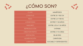 ¿CÓMO SON?
CLASE MAMÍFEROS
LONGITUD ENTRE 15 Y 100 CM
PESO ENTRE 1,3 Y 100 KG
LONGEVIDAD ENTRE 9 Y 20 AÑOS
MADUREZ ENTRE LOS 6 Y 24 AÑOS
REPRODUCCIÓN VIVÍPARA
CRÍAS POR PARTO ENTRE 2 Y 12 CRÍAS
GESTACIÓN 58-68 DÍAS
ALIMENTACIÓN CARNÍVORA
CARÁCTER SOCIABLE Y DEPENDENTES
 