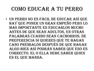 Como educar a tu perro
• Un perro no es fácil de educar así que
hay que poner un gran empeño pero lo
mas importante es educarlos mucho
antes de que sean adultos, en otras
palabras cuando sean cachorros. De
preferencia si quieres que te hagan
caso prémialos después de que hagan
algo bien así podrán saber que eso es
correcto. El o ella debe saber quien
es el que manda.

 