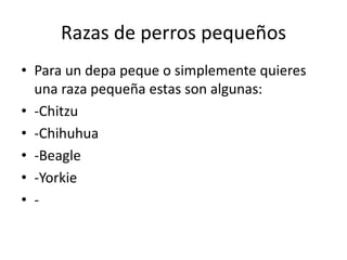 Razas de perros pequeños
• Para un depa peque o simplemente quieres
una raza pequeña estas son algunas:
• -Chitzu
• -Chihuhua
• -Beagle
• -Yorkie
• -

 