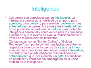 Inteligencia
• Los perros son apreciados por su inteligencia. La
  inteligencia canina es la habilidad de un perro para
  aprender, para pensar y para resolver problemas. Los
  entrenadores de perros, los amos y los investigadores
  no se ponen de acuerdo en un método para probar la
  inteligencia canina tal y como existe para los humanos,
  a pesar de que la misma se evalúa tradicionalmente a
  través de la resolución de laberintos.
• Ciertas razas, como "Border Collies" y "Golden
  Retrievers", son por lo común más fáciles de entrenar
  respecto a otras como los perros de caza y de trineo,
  aunque hay excepciones. Aún el perro más introvertido,
  distraído y flojo puede obedecer más fácilmente el
  entrenamiento que, por ejemplo, un gato. La habilidad
  de obedecer y aprender sin embargo no es la única
  medida de la inteligencia.
 