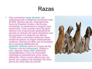 Razas
•   Hay numerosas razas de perro, las
    organizaciones cinológicas reconocen más
    de 800. Muchos perros, especialmente
    fuera de Estados Unidos y de Europa
    occidental, no pertenecen a ninguna raza
    reconocida. Unos cuantos tipos de perro
    básicos han evolucionado gradualmente
    durante la relación del perro doméstico con
    los humanos a lo largo de los últimos
    10.000 años o más pero todas las razas
    modernas tienen un origen relativamente
    moderno. Muchas de ellas son el resultado
    de un proceso deliberado de
    selección artificial como en el caso de los
               ​
    Terriers o de los schnauzers. Debido a
    esto, algunas razas están altamente
    especializadas y hay una diversidad
    morfológica extraordinaria entre razas
    diferentes. Pese a estas diferencias, los
    perros son capaces de distinguir los otros
    perros de otros tipos de animal.
 