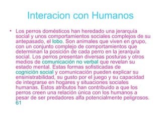 Interacion con Humanos
• Los perros domésticos han heredado una jerarquía
  social y unos comportamientos sociales complejos de su
  antepasado, el lobo. Son animales que viven en grupo,
  con un conjunto complejo de comportamientos que
  determinan la posición de cada perro en la jerarquía
  social. Los perros presentan diversas posturas y otros
  medios de comunicación no verbal que revelan su
  estado mental. Estas formas sofisticadas de
  cognición social y comunicación pueden explicar su
  ensinistrabilidad, su gusto por el juego y su capacidad
  de integrarse en hogares y situaciones sociales
  humanas. Estos atributos han contribuido a que los
  perros creen una relación única con los humanos a
  pesar de ser predadores alfa potencialmente peligrosos.
  61
 