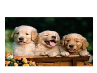 Perros presentacion anny y cynthia slideshare