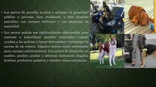 • Los perros de guardia ayudan a proteger la propiedad
pública o privada, bien residiendo o bien durante
patrullas, con cuerpos militares o con empresas de
seguridad.
• Los perros policía son habitualmente adiestrados para
rastrear o inmovilizar posibles criminales cuando
ayudan a los policías a hacer detenciones o investigar la
escena de un crimen. Algunos incluso están entrenados
para cuerpos antiterroristas. Los perros de detección, en
cambio, pueden ayudar a detectar sustancias ilegales,
bombas, productos químicos y muchas otras sustancias.
 