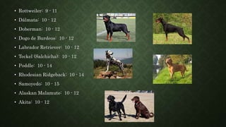 • Rottweiler: 9 - 11
• Dálmata: 10 - 12
• Doberman: 10 - 12
• Dogo de Burdeos: 10 - 12
• Labrador Retriever: 10 - 12
• Teckel (Salchicha): 10 - 12
• Poddle: 10 - 14
• Rhodesian Ridgeback: 10 - 14
• Samoyedo: 10 - 15
• Alaskan Malamute: 10 - 12
• Akita: 10 - 12
 