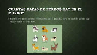 CUÁNTAS RAZAS DE PERROS HAY EN EL
MUNDO?
• Existen 343 razas caninas reconocidas en el planeta, pero su número podría ser
mayor, según los científicos.
 