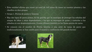 • Esta entidad afirma que existe un total de 343 razas de canes en nuestro planeta y las
clasifica en diez grupos.
• Grupo 1. Perros de pastor y boyeros.
• Hay dos tipos de perro pastor, los de guarda que se encargan de proteger los rebaños del
ataque de lobos y otros depredadores y los que se encargan de guiar y controlar a los
rebaños en sus desplazamientos. A estos últimos también se les llama perros de carea.
• Se conocen con el nombre de Perros boyeros a una serie de razas de perro que
tradicionalmente se han usado para el manejo y conducción del ganado bovino
 