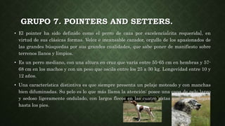 GRUPO 7. POINTERS AND SETTERS.
• El pointer ha sido definido como el perro de caza por excelencia[cita requerida], en
virtud de sus clásicas formas. Veloz e incansable cazador, orgullo de los apasionados de
las grandes búsquedas por sus grandes cualidades, que sabe poner de manifiesto sobre
terrenos llanos y limpios.
• Es un perro mediano, con una altura en cruz que varía entre 55-65 cm en hembras y 57-
68 cm en los machos y con un peso que oscila entre los 25 a 30 kg. Longevidad entre 10 y
12 años.
• Una característica distintiva es que siempre presenta un pelaje moteado y con manchas
bien difuminadas. Su pelo es lo que más llama la atención: posee una capa de pelo largo
y sedoso ligeramente ondulado, con largos flecos en las cuatro patas que casi le llegan
hasta los pies.
 