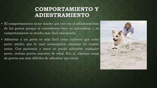 COMPORTAMIENTO Y
ADIESTRAMIENTO
• El comportamiento tiene mucho que ver con el adiestramiento
de los perros porque si entendemos bien su naturaleza y su
comportamiento es mucho más fácil adiestrarlo.
• Adiestrar a un perro es más fácil como cachorro que como
perro adulto, por lo cual aconsejamos empezar en cuanto
antes. Con paciencia y amor se puede adiestrar cualquier
perro, incluso perros mayores de edad. Eso si, algunas razas
de perros son más difíciles de adiestrar que otras.
 