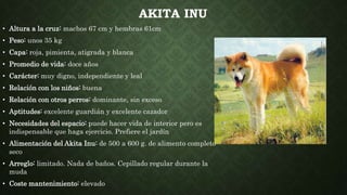 AKITA INU
• Altura a la cruz: machos 67 cm y hembras 61cm
• Peso: unos 35 kg
• Capa: roja, pimienta, atigrada y blanca
• Promedio de vida: doce años
• Carácter: muy digno, independiente y leal
• Relación con los niños: buena
• Relación con otros perros: dominante, sin exceso
• Aptitudes: excelente guardián y excelente cazador
• Necesidades del espacio: puede hacer vida de interior pero es
indispensable que haga ejercicio. Prefiere el jardín
• Alimentación del Akita Inu: de 500 a 600 g. de alimento completo
seco
• Arreglo: limitado. Nada de baños. Cepillado regular durante la
muda
• Coste mantenimiento: elevado
 