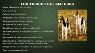 FOX TERRIER DE PELO DURO
• Altura a la cruz: de 35 a 39,5 cm
• Peso: unos 8 kg
• Capa: de dominante blanca
• Promedio de vida: de doce a catorce años
• Carácter: dinámico, firme, valiente
• Relación con los niños: buena
• Relación con otros perros: a menudo peleón
• Aptitudes: perro de madriguera, perro de caza y compañero
dinámico
• Necesidades del espacio: es necesario un jardín
• Alimentación del Fox Terrier de Pelo Duro: para un animal
sedentario, 200 g. diarios de alimento completo seco
• Arreglo: arreglo periódico para los ejemplares de pelo duro
• Coste mantenimiento: medio
 