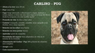 CARLINO - PUG
• Altura a la cruz: unos 35 cm
• Peso: unos 8 kg
• Capa: beige (plateada o albaricoque) o negra, máscara y
orejas negras, a veces con una raya negra a lo largo del dorso,
desde la occipucio a la cola (saddle mark)
• Promedio de vida: de diez a doce años
• Carácter: tranquilo, sociable, sensible, muy a pegado a sus
dueños, vivo y muy juguetón
• Relación con los niños: muy buena
• Relación con otros perros: buena
• Aptitudes: perro de compañía
• Necesidades del espacio: bien adaptado a la vida en el
interior de la vivienda
• Alimentación del Carlino - Pug: 200 g diarios de alimento
seco completo
• Arreglo: nulo
• Coste mantenimiento: moderado
 