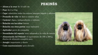 PEKINÉS
• Altura a la cruz: de 15 a25 cm
• Peso: de 2 a 8 kg
• Capa: admitidos todos los colores (excepto hígado y albinos)
• Promedio de vida: de doce a catorce años
• Carácter: digno, independiente y valiente
• Relación con los niños: buena
• Relación con otros perros: muy exclusiva
• Aptitudes: perro de compañía
• Necesidades del espacio: muy adaptado a la vida de interior
• Alimentación del Pekinés: el equivalente de 100 a 200 g.
diarios de alimento completo seco
• Arreglo: importante y diario
• Coste mantenimiento: poco elevado
 