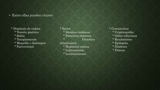 • Entre ellas pueden citarse:
* Displasia de cadera
* Torsión gástrica
* Rabia
* Toxoplasmosis
* Moquillo o distemper
* Parvovirosis
* Sarna
* Alergias cutâneas
* Parasitos externos
* Parasitos
intestinares
* Hepatites canina
* Leptospirosis
* Leishmanioses
* Coronavirus
* Criptorquidia
* Otitis infecciosa
* Reumatismo
* Epilepsia
* Diabetes
* Piorrea
 