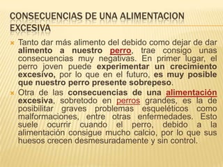 CONSECUENCIAS DE UNA ALIMENTACION EXCESIVATanto dar más alimento del debido como dejar de dar alimento a nuestro perro, trae consigo unas consecuencias muy negativas. En primer lugar, el perro joven puede experimentar un crecimiento excesivo, por lo que en el futuro, es muy posible que nuestro perro presente sobrepeso.Otra de las consecuencias de una alimentación excesiva, sobretodo en perros grandes, es la de posibilitar graves problemas esqueléticos como malformaciones, entre otras enfermedades. Esto suele ocurrir cuando el perro, debido a la alimentación consigue mucho calcio, por lo que sus huesos crecen desmesuradamente y sin control.