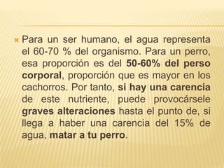 Para un ser humano, el agua representa el 60-70 % del organismo. Para un perro, esa proporción es del 50-60% del perso corporal, proporción que es mayor en los cachorros. Por tanto, si hay una carencia de este nutriente, puede provocársele graves alteraciones hasta el punto de, si llega a haber una carencia del 15% de agua, matar a tu perro.