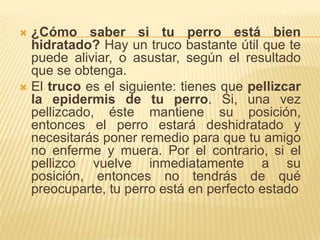 ¿Cómo saber si tu perro está bien hidratado? Hay un truco bastante útil que te puede aliviar, o asustar, según el resultado que se obtenga.El truco es el siguiente: tienes que pellizcar la epidermis de tu perro. Si, una vez pellizcado, éste mantiene su posición, entonces el perro estará deshidratado y necesitarás poner remedio para que tu amigo no enferme y muera. Por el contrario, si el pellizco vuelve inmediatamente a su posición, entonces no tendrás de qué preocuparte, tu perro está en perfecto estado