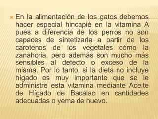 En la alimentación de los gatos debemos hacer especial hincapié en la vitamina A pues a diferencia de los perros no son capaces de sintetizarla a partir de los carotenos de los vegetales cómo la zanahoria, pero además son mucho más sensibles al defecto o exceso de la misma. Por lo tanto, si la dieta no incluye hígado es muy importante que se le administre esta vitamina mediante Aceite de Hígado de Bacalao en cantidades adecuadas o yema de huevo.
