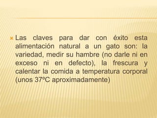 Las claves para dar con éxito esta alimentación natural a un gato son: la variedad, medir su hambre (no darle ni en exceso ni en defecto), la frescura y calentar la comida a temperatura corporal (unos 37ºC aproximadamente)