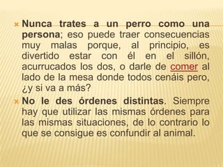 Nunca trates a un perro como una persona; eso puede traer consecuencias muy malas porque, al principio, es divertido estar con él en el sillón, acurrucados los dos, o darle de comer al lado de la mesa donde todos cenáis pero, ¿y si va a más?No le des órdenes distintas. Siempre hay que utilizar las mismas órdenes para las mismas situaciones, de lo contrario lo que se consigue es confundir al animal.