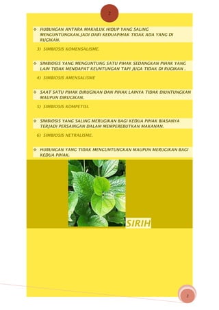 2

 HUBUNGAN ANTARA MAKHLUK HIDUP YANG SALING
MENGUNTUNGKAN.JADI DARI KEDUAPIHAK TIDAK ADA YANG DI
RUGIKAN.
3) SIMBIOSIS KOMENSALISME.
 SIMBIOSIS YANG MENGUNTUNG SATU PIHAK SEDANGKAN PIHAK YANG
LAIN TIDAK MENDAPAT KEUNTUNGAN TAPI JUGA TIDAK DI RUGIKAN .
4) SIMBIOSIS AMENSALISME
 SAAT SATU PIHAK DIRUGIKAN DAN PIHAK LAINYA TIDAK DIUNTUNGKAN
MAUPUN DIRUGIKAN.
5) SIMBIOSIS KOMPETISI.
 SIMBIOSIS YANG SALING MERUGIKAN BAGI KEDUA PIHAK BIASANYA
TERJADI PERSAINGAN DALAM MEMPEREBUTKAN MAKANAN.
6) SIMBIOSIS NETRALISME.
 HUBUNGAN YANG TIDAK MENGUNTUNGKAN MAUPUN MERUGIKAN BAGI
KEDUA PIHAK.

SIRIH

2

 