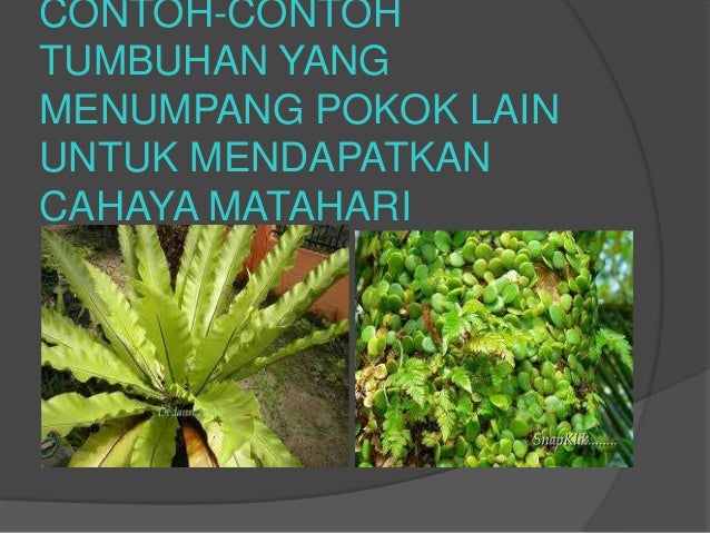 Pokok Langsuir Asplenium Nidus Ia Hidup Dengan Menumpang Flickr