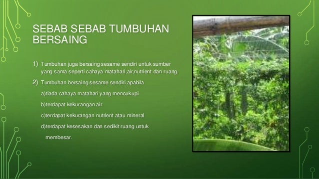 Persaingan Antara Tumbuhan 1