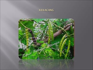 Persaingan antara tumbuhan (2)