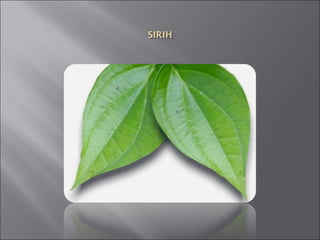 Persaingan antara tumbuhan (2)