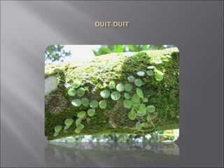 Persaingan antara tumbuhan (2)