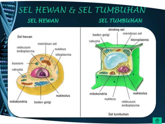 Persamaan sel  tumbuhan dan hewan 