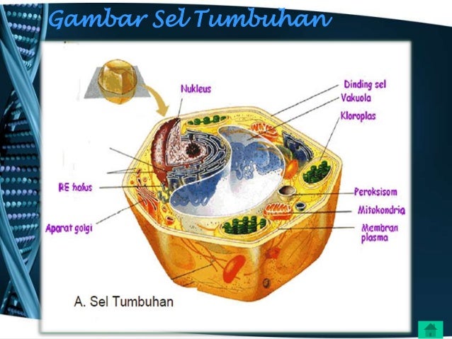  Persamaan  sel  tumbuhan  dan  hewan 