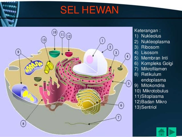  Persamaan  sel  tumbuhan  dan  hewan 